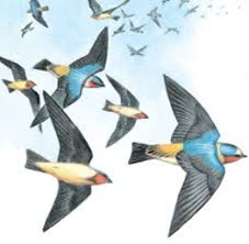 Swallows returning to Capistrano